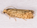 Epinotia nanana